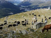 Züchterfahrt in die Schweiz